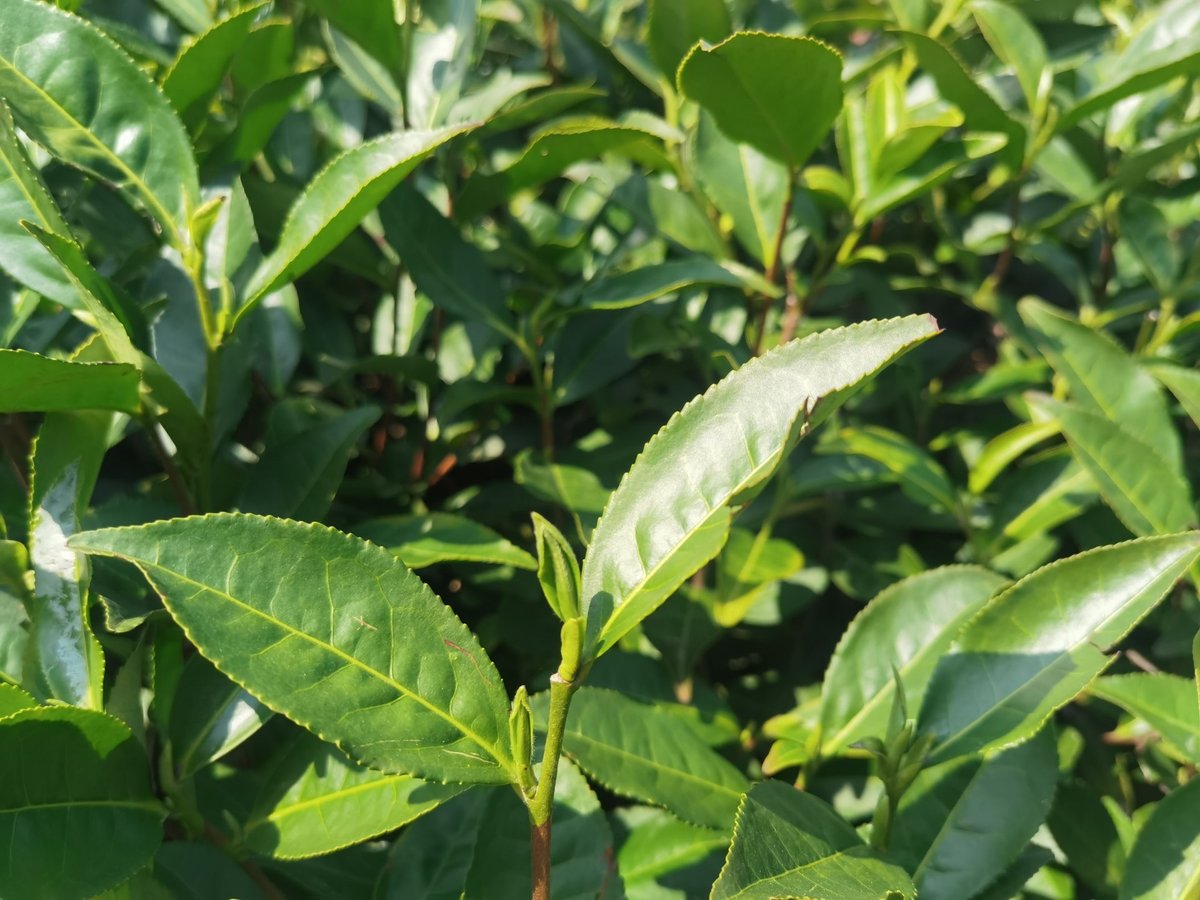 茶园茶青实拍：一芽两叶